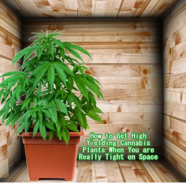 HIGH YIELDING CANNABIS IS TIGHT PLACES