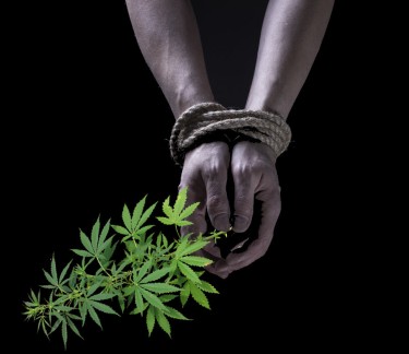 HUMAN TRAFFICKING AND CANNABIS