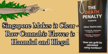 SINGAPORE CANNABIS FLOWER RULES