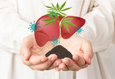 CANNABIS FOR LIVER DISEASE
