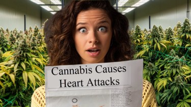 DOES CANNABIS CAUSE HEART ATTACKS?
