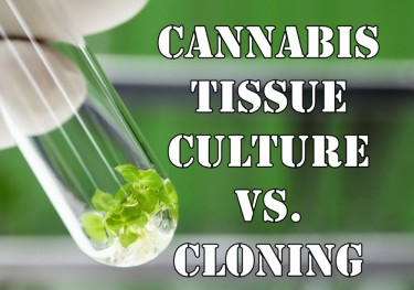 CANNABIS TISSUE CULTURE
