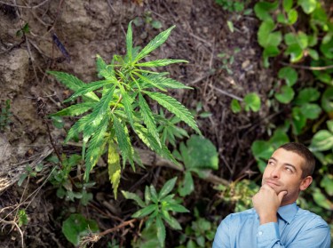 DITCH WEED