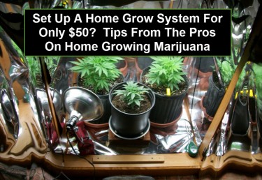 MARIJUANA $50 SET UP