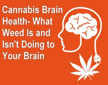 cannabis brain health information
