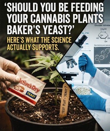 bakers yeast for cannabis