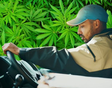CANNABIS RULES