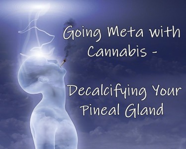 CANNABIS PENAL GLAND