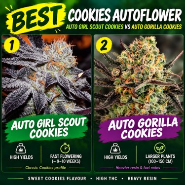 best cookies autoflower