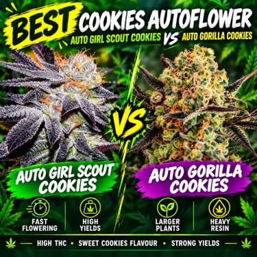 gsc vs gorilla glue