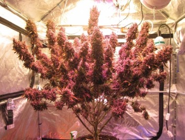 AUTOFLOWER SEEDS