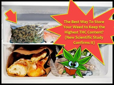SHOULD YOU FREEZE YOUR MARIJUANA